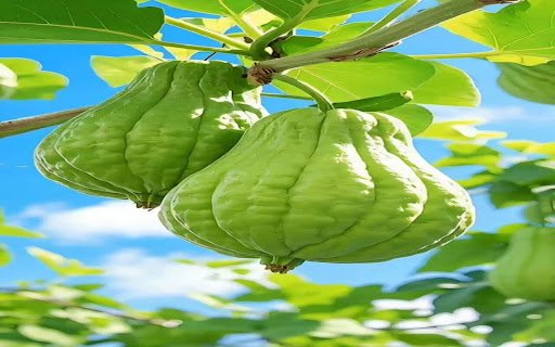 chayote wallpaper  from Chrome web store to be run with OffiDocs Chromium online