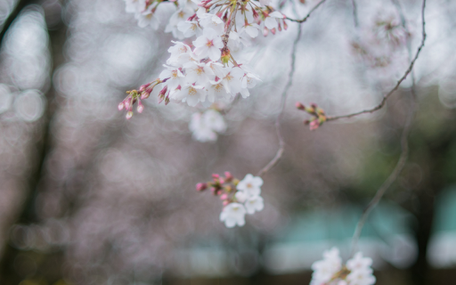 Cherry Blossoms  from Chrome web store to be run with OffiDocs Chromium online