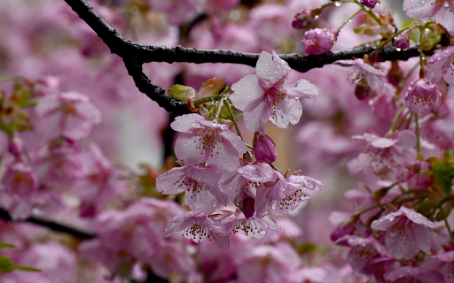 Cherry Blossoms and Raindrops  from Chrome web store to be run with OffiDocs Chromium online