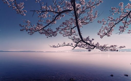 CHERRY BLOSSOM Theme  from Chrome web store to be run with OffiDocs Chromium online