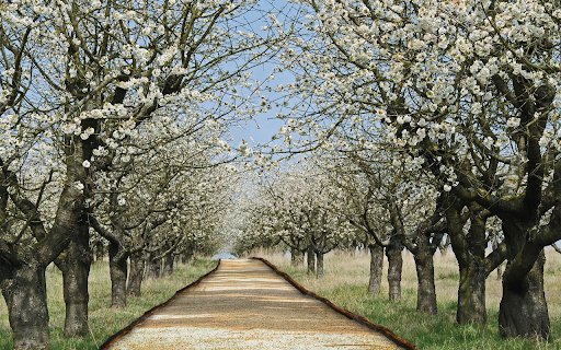 Cherry Road  from Chrome web store to be run with OffiDocs Chromium online