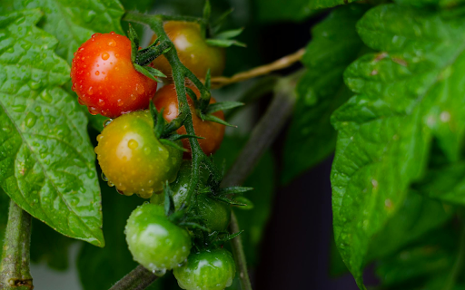 Cherry Tomatoes  from Chrome web store to be run with OffiDocs Chromium online