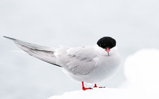 Chickaree  from Chrome web store to be run with OffiDocs Chromium online