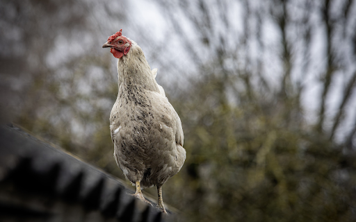 Chicken on the roof  from Chrome web store to be run with OffiDocs Chromium online