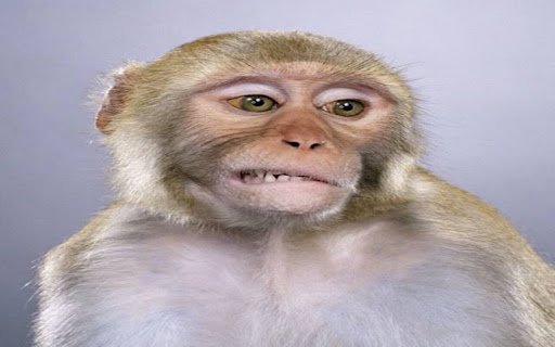 chimpanzee wallpaper  from Chrome web store to be run with OffiDocs Chromium online
