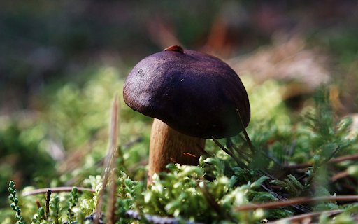 Chocolate mushrooms from Chrome web store to be run with OffiDocs Chromium online Chocolate mushrooms from Chrome web store to be run with OffiDocs Chromium online