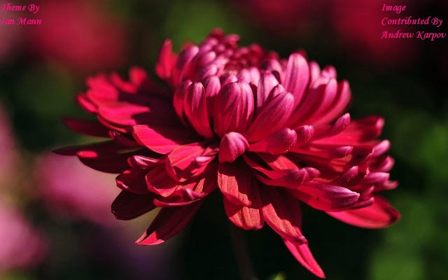 Chrysanthemum aus dem Chrome-Webshop zur Ausführung mit OffiDocs Chromium online