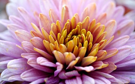 CHRYSANTHEMUM 2 Theme  from Chrome web store to be run with OffiDocs Chromium online