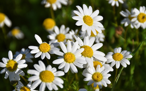 Chrysanthemum garden  from Chrome web store to be run with OffiDocs Chromium online