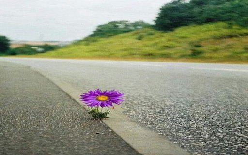 Chrysanthemums growing on the the highway wallpaper  from Chrome web store to be run with OffiDocs Chromium online