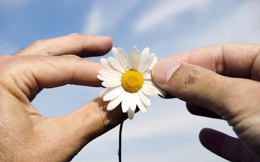 CHRYSANTHEMUM Theme  from Chrome web store to be run with OffiDocs Chromium online