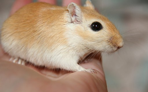 Chuột vàng  from Chrome web store to be run with OffiDocs Chromium online