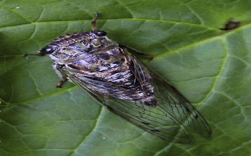 cicada wallpaper  from Chrome web store to be run with OffiDocs Chromium online