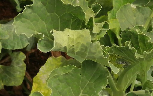 Clean vegetables  from Chrome web store to be run with OffiDocs Chromium online