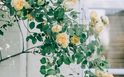 Climbing Roses in Creamy Yellow Hues  from Chrome web store to be run with OffiDocs Chromium online