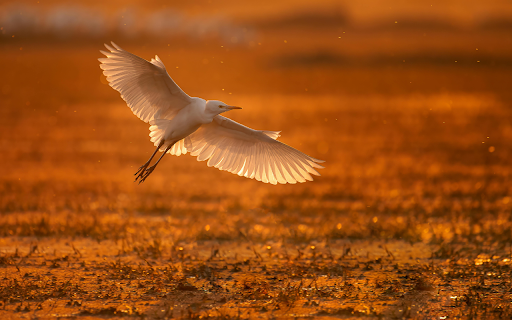 Close up of an Egret Flying above a Marsh at Sunset  from Chrome web store to be run with OffiDocs Chromium online