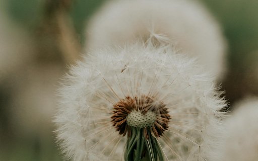 Close up of a Red Seeded Dandelion  from Chrome web store to be run with OffiDocs Chromium online