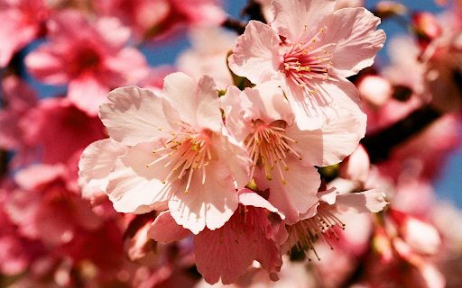 Close up of Beautiful Cherry Blossoms in Spring  from Chrome web store to be run with OffiDocs Chromium online