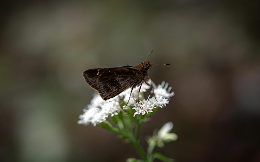 Close up of Moth Pollinating on a White Flower  from Chrome web store to be run with OffiDocs Chromium online