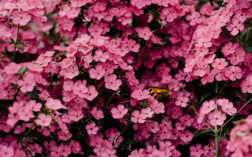 Close Up Photography of Pink Flowers  from Chrome web store to be run with OffiDocs Chromium online