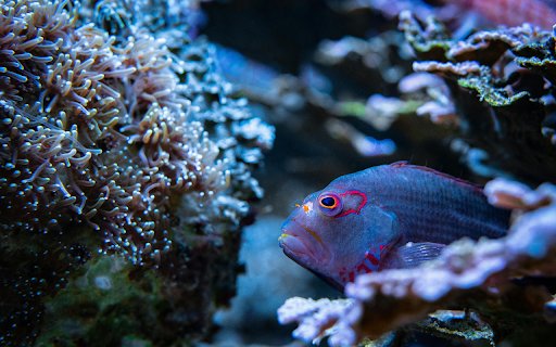 Close up Photo of a Blue Fish from Chrome web store to be run with OffiDocs Chromium online Close up Photo of a Blue Fish from Chrome web store to be run with OffiDocs Chromium online