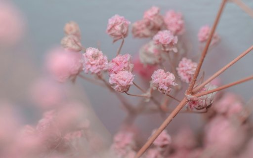 Close Up Shot of Pink Flowers  from Chrome web store to be run with OffiDocs Chromium online