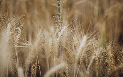 Close Up Shot of Wheat  from Chrome web store to be run with OffiDocs Chromium online