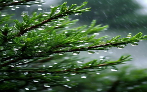 Close up wallpaper of pine trees  from Chrome web store to be run with OffiDocs Chromium online