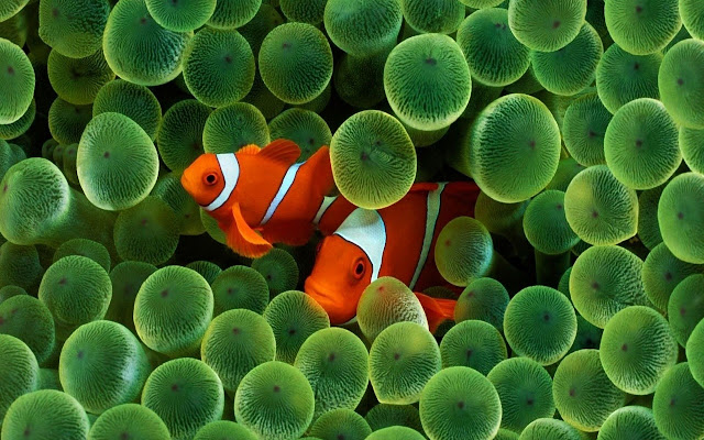 Clownfish dal Chrome web store da eseguire con OffiDocs Chromium online
