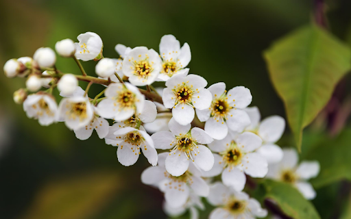 Cluster of White Plum Blossoms  from Chrome web store to be run with OffiDocs Chromium online