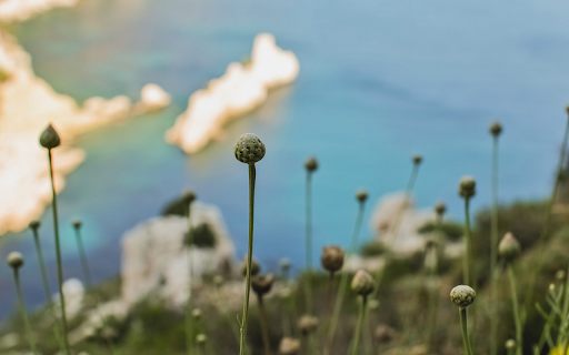 Coastal Blooms  from Chrome web store to be run with OffiDocs Chromium online