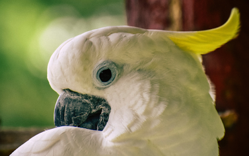 Cockatoo  from Chrome web store to be run with OffiDocs Chromium online