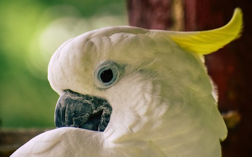 Cockatoo  from Chrome web store to be run with OffiDocs Chromium online