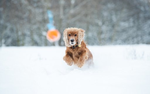 Cocker spaniel dog play snow  from Chrome web store to be run with OffiDocs Chromium online