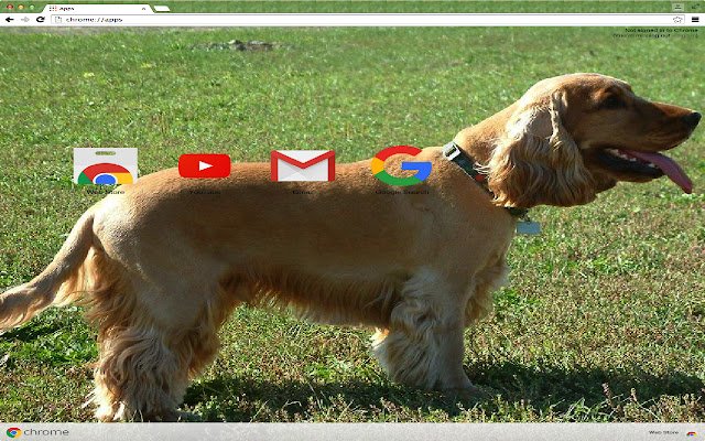 Cocker Spaniel Theme  from Chrome web store to be run with OffiDocs Chromium online
