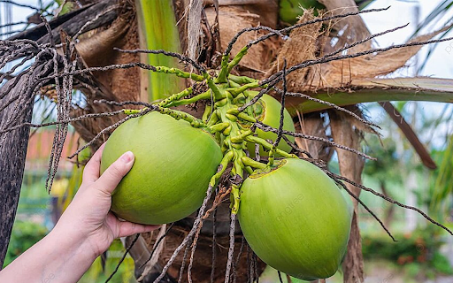 Coconut Theme from Chrome web store to be run with OffiDocs Chromium online Coconut Theme from Chrome web store to be run with OffiDocs Chromium online
