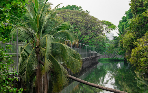 Coconut tilts the ball  from Chrome web store to be run with OffiDocs Chromium online