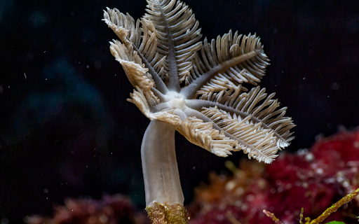Coconut tree coral from Chrome web store to be run with OffiDocs Chromium online Coconut tree coral from Chrome web store to be run with OffiDocs Chromium online