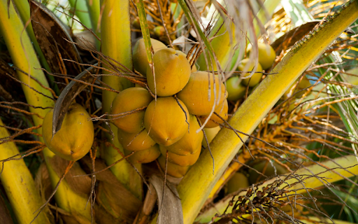 Coconut tree with lots of fruit  from Chrome web store to be run with OffiDocs Chromium online