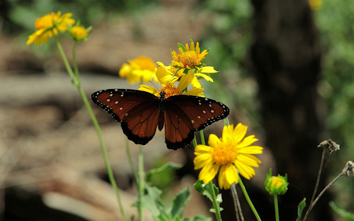 Coffee colored butterfly  from Chrome web store to be run with OffiDocs Chromium online