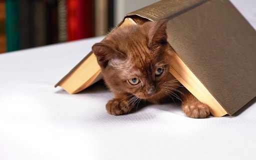 Chrome 网上应用店的咖啡色猫将与 OffiDocs Chromium 在线运行