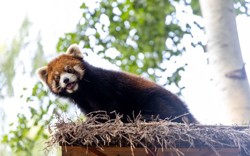 Coffee colored panda  from Chrome web store to be run with OffiDocs Chromium online