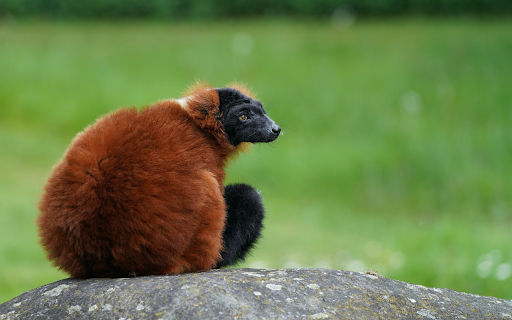 Coffee Haired Monkey  from Chrome web store to be run with OffiDocs Chromium online