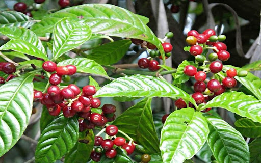coffee tree wallpaper  from Chrome web store to be run with OffiDocs Chromium online