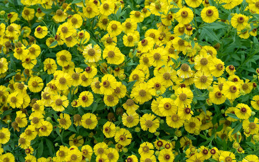 Coin gold flower  from Chrome web store to be run with OffiDocs Chromium online