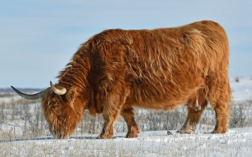 Cold area cow  from Chrome web store to be run with OffiDocs Chromium online