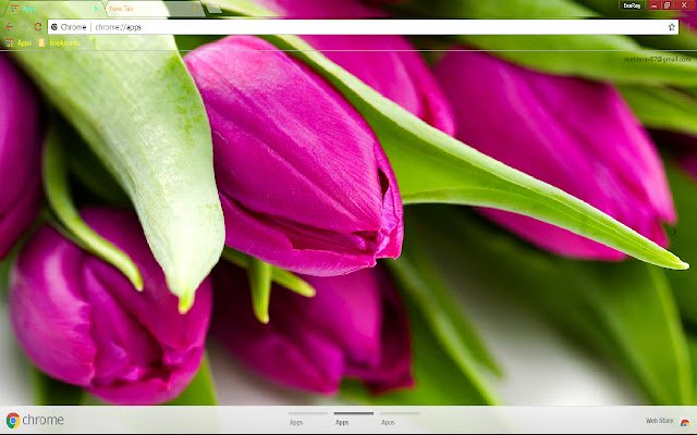 Chrome 网上商店的七彩花绿色粉红色郁金香将与 OffiDocs Chromium 在线运行