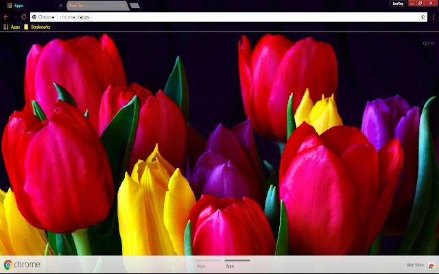 Colorful Flower Red Tulip 1366*768  from Chrome web store to be run with OffiDocs Chromium online