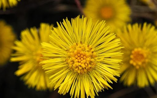 COLTSFOOT Theme  from Chrome web store to be run with OffiDocs Chromium online