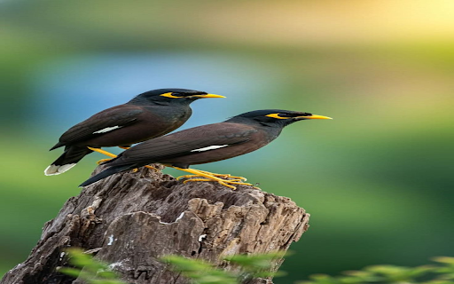 Common Myna Wallpaper  from Chrome web store to be run with OffiDocs Chromium online